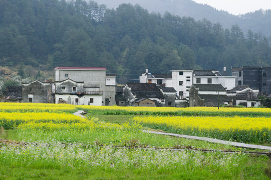 婺源油菜花