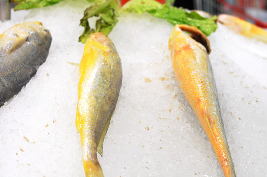 超市冷鮮魚 黃魚