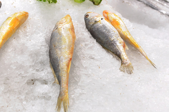 超市冷鮮魚 黃魚