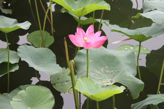 荷花