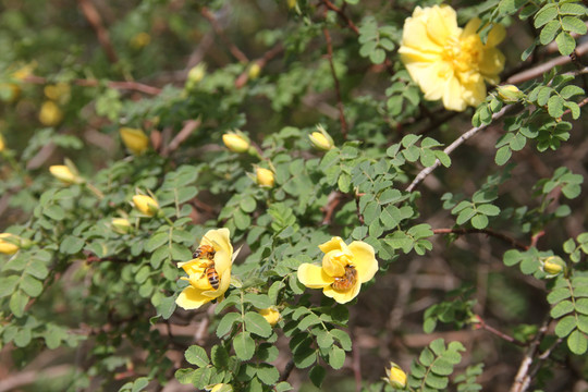 花