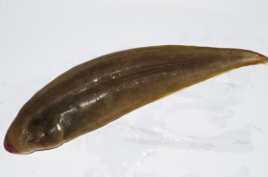 比目魚