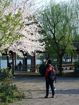 西湖 楊公堤 春季 夕陽(yáng) 庭院