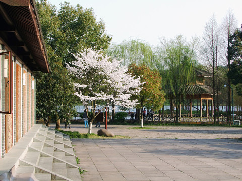 西湖 楊公堤 春季 夕陽(yáng) 庭院