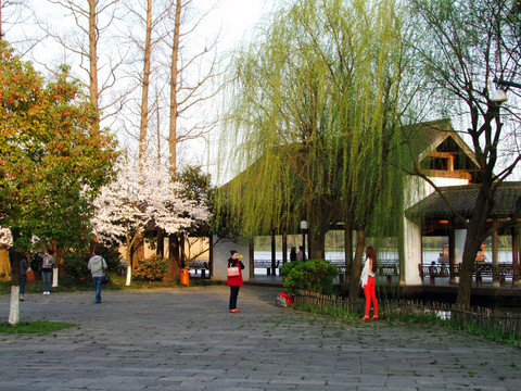 西湖 楊公堤 春季 夕陽 庭院