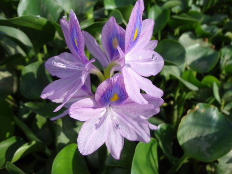 鴨舌草