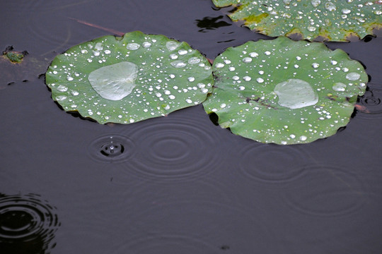 荷塘 荷葉 水面 雨滴 水珠