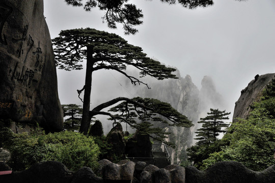 黃山 春季 迎客松 天都峰