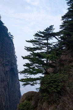黃山松