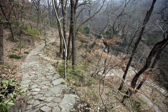 棲霞山 南京 道路 樹木 山坡