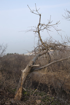 棲霞山 南京 樹木