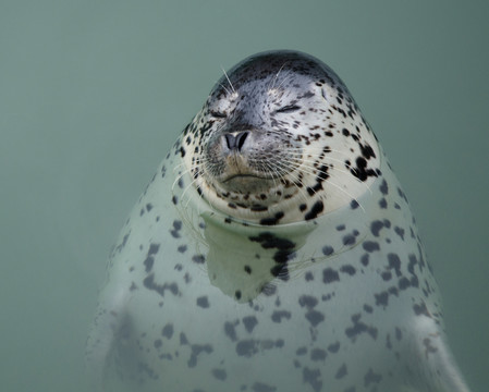 海豹