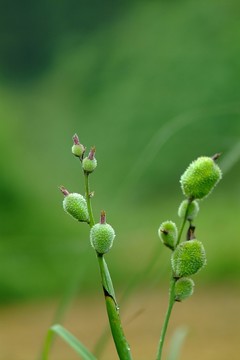 野果