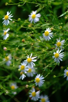 花草