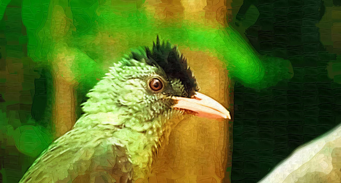 小鳥