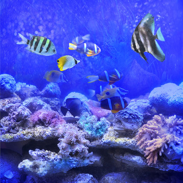 熱帶觀賞魚
