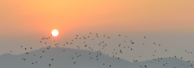 椋鳥舞夕陽