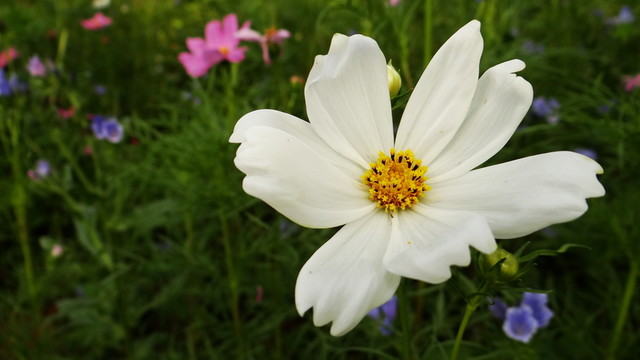 野花 花卉 小花