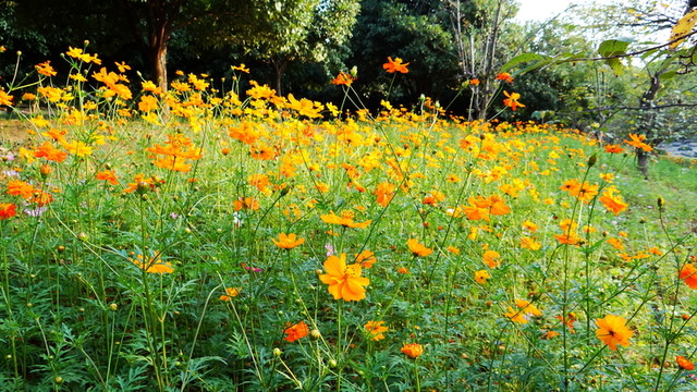 野花 山花
