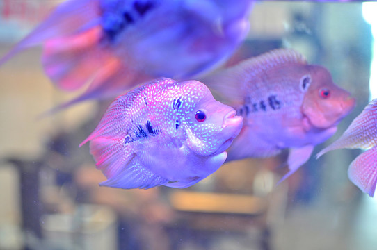 羅漢魚