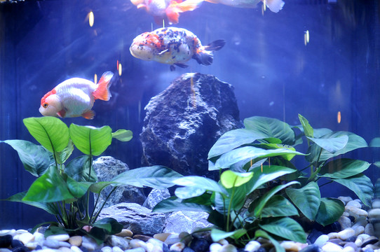 金魚