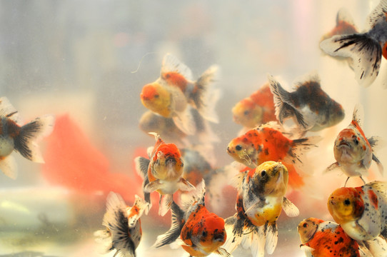 金魚