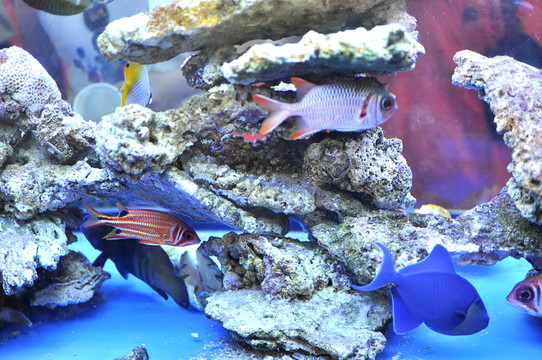熱帶觀賞魚
