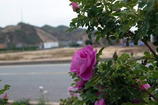 玫瑰花