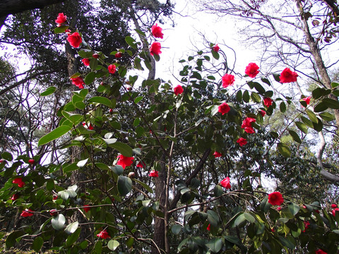 南京紅茶花