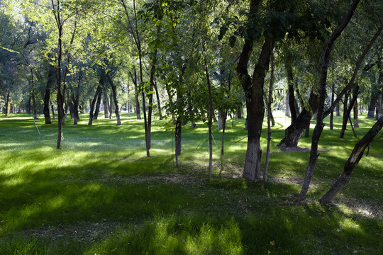 綠樹林