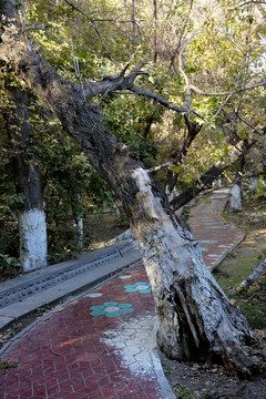 小路