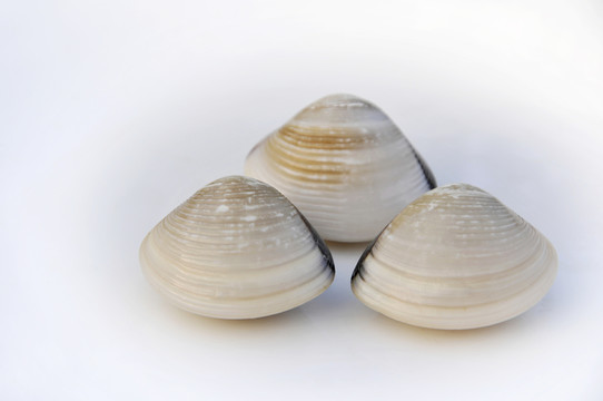 海鮮 貝殼