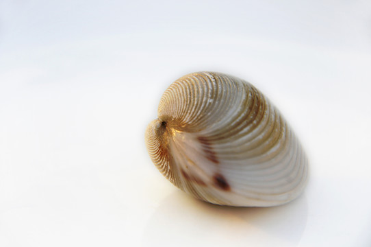 海鮮 貝殼
