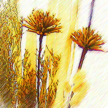 花彩畫(huà)
