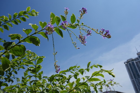 紫色花