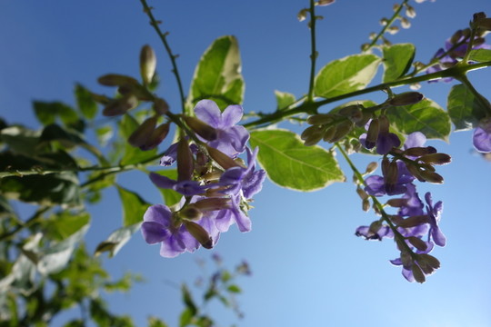 紫色花