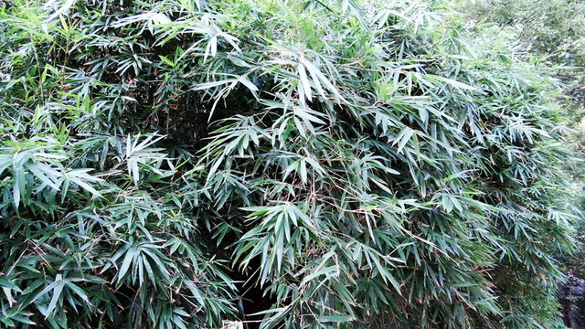 竹林 竹葉
