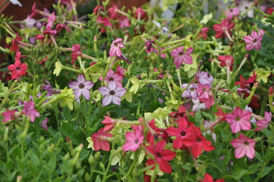 花