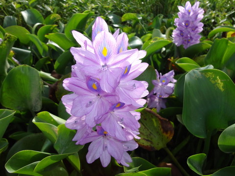 鮮花