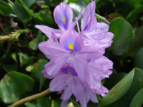 鮮花