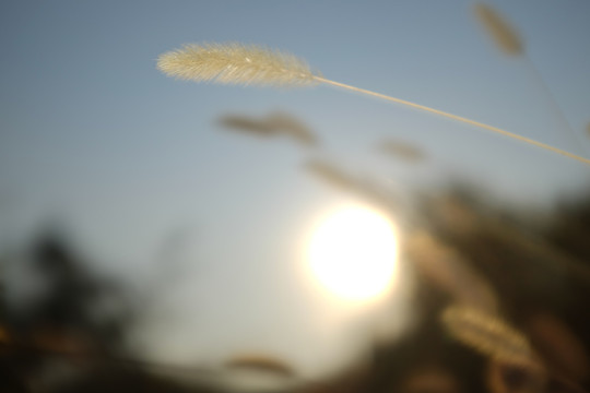小草