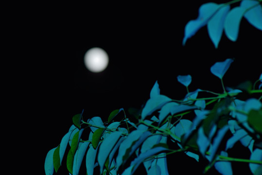中秋夜 葉子 圓月