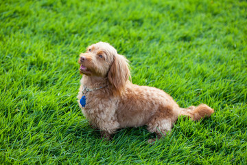 寵物犬