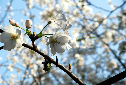 武漢大學(xué)櫻花