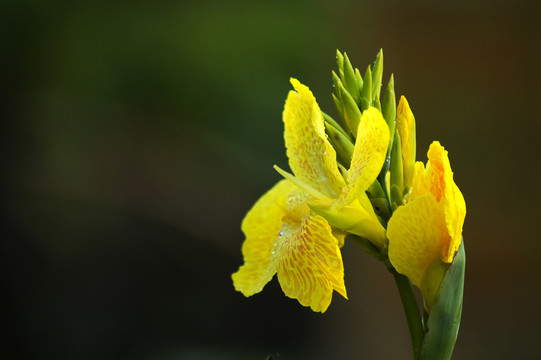 芭蕉花花蕾