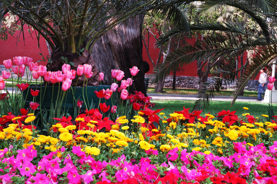 北京中山公園中的花壇