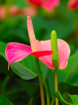 紅掌花特寫
