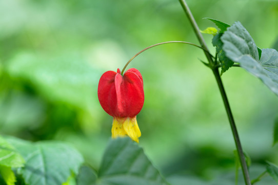 燈籠花特寫