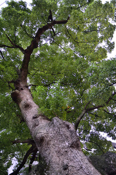 大樹(shù) 參天大樹(shù)