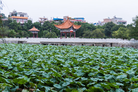 蓮湖公園 荷塘 荷葉